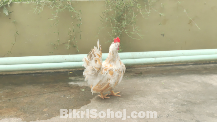 এক পিস মালেশিয়ান শর্ট সেরেমা মেল বিক্রি হবে